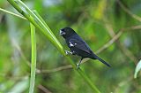 Thick-billed Seed-Finch